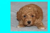 SKY, a male Maltipoo and Poodle - Toy  for sale in Vallejo, CA – 3 of 3