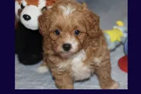 Marcos, a male Maltipoo and Poodle - Toy  for sale in Vallejo, CA – 2 of 3
