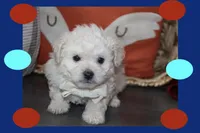 MAXI, a male Maltipoo and Poodle - Toy  for sale in Vallejo, CA – 3 of 3