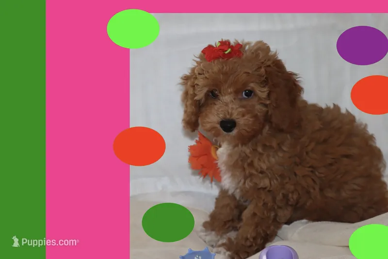 Toy Red Maltipoo – Maltipoo, Poodle - Toy  puppy for sale in Vallejo, CA