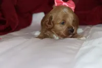 TIFANI, a female Maltipoo and Poodle - Toy  for sale in Vallejo, CA – 2 of 3