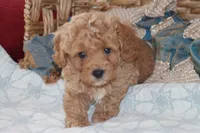 Red toy Maltipoo , a male Maltipoo and Poodle - Toy  for sale in Vallejo, CA – 2 of 4