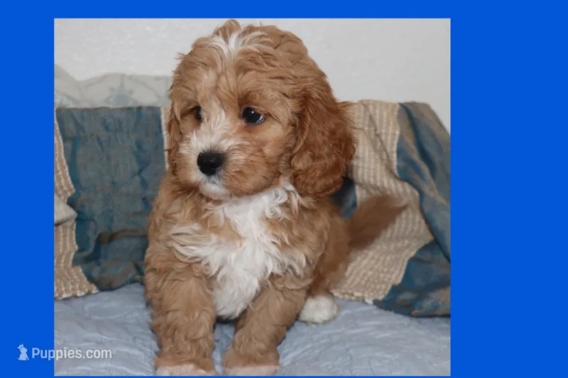 Peluche – Maltipoo, Poodle - Toy  puppy for sale in Vallejo, CA