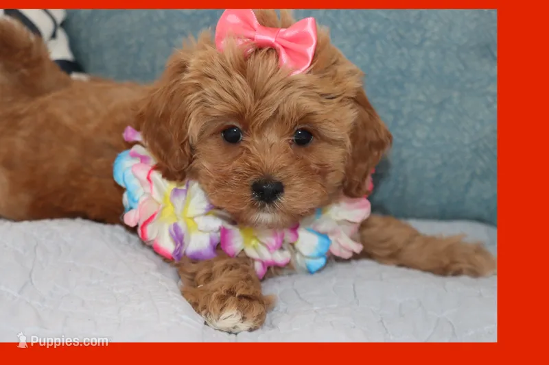 Sofia – Maltipoo, Poodle - Toy  puppy for sale in Vallejo, CA