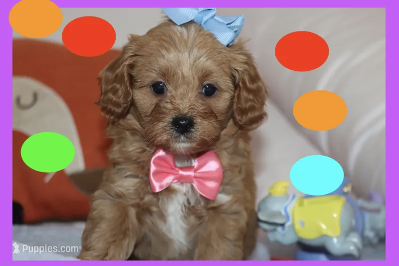 Sofia – Maltipoo, Poodle - Toy  puppy for sale in Vallejo, CA