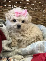 Toy white maltipoo, a female Maltipoo and Poodle - Toy  for sale in Vallejo, CA – Photo 4 of 4
