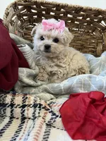 Toy white maltipoo, a female Maltipoo and Poodle - Toy  for sale in Vallejo, CA – Photo 2 of 4