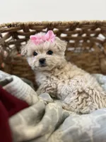 Toy white maltipoo, a female Maltipoo and Poodle - Toy  for sale in Vallejo, CA – Photo 3 of 4
