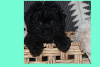 Toy Cream maltipoo, a male Maltipoo and Poodle - Toy  for sale in Vallejo, CA – 5 of 5