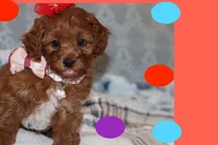 processed/75629f48-c89a-444f-ad2b-d9430fdae53a/listing/d4dfb11b-7158-41d2-8c9a-f6769c149724/3221ab81-0659-404b-9ce7-f3d6c7c1fc75