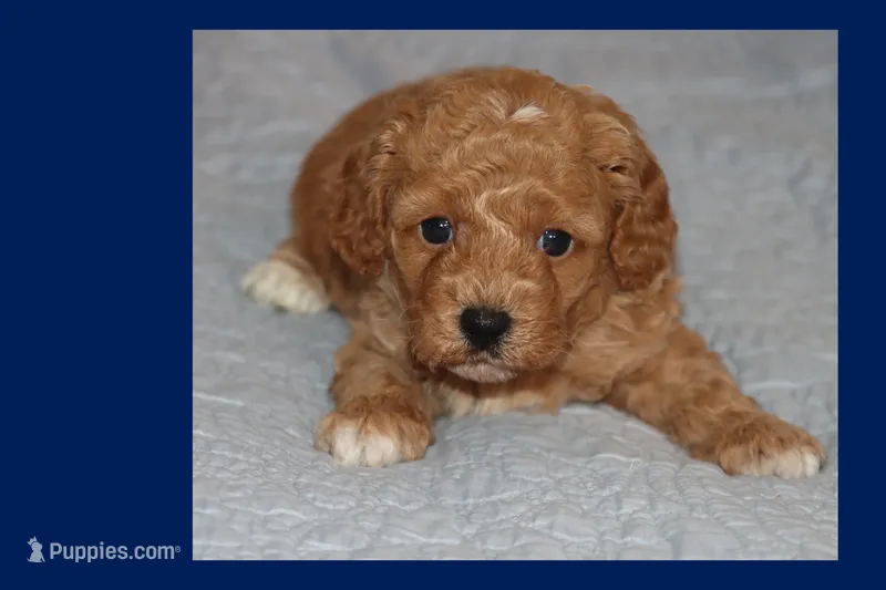 SKY – Maltipoo, Poodle - Toy  puppy for sale in Vallejo, CA
