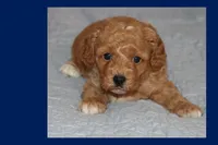 SKY, a male Maltipoo and Poodle - Toy  for sale in Vallejo, CA – 1 of 3
