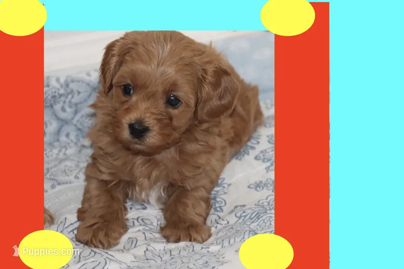 TINY RED TOY MALTIPOO – Maltipoo, Poodle - Toy  puppy for sale in Vallejo, CA