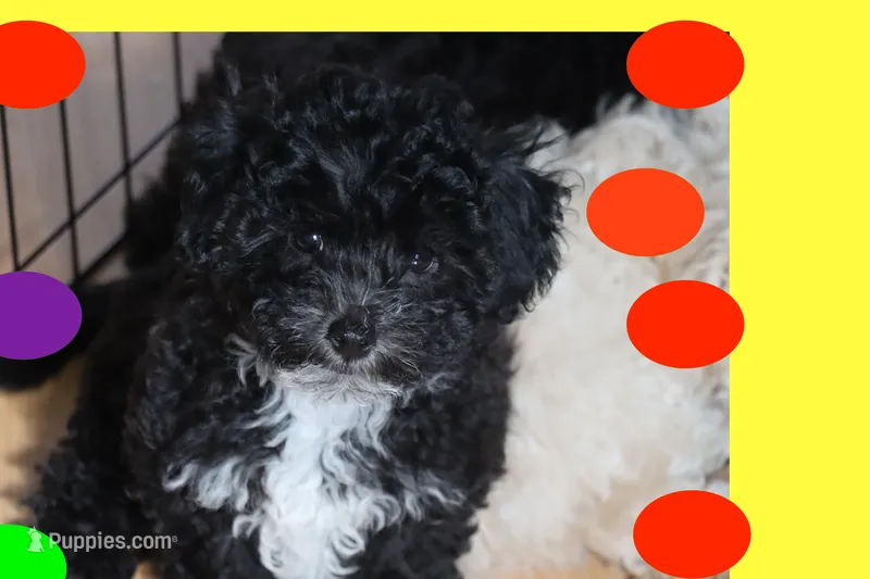 LALA – Maltipoo, Poodle - Toy  puppy on hold in Vallejo, CA
