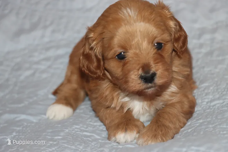 Caramel  – Maltipoo, Poodle - Toy  puppy for sale in Vallejo, CA