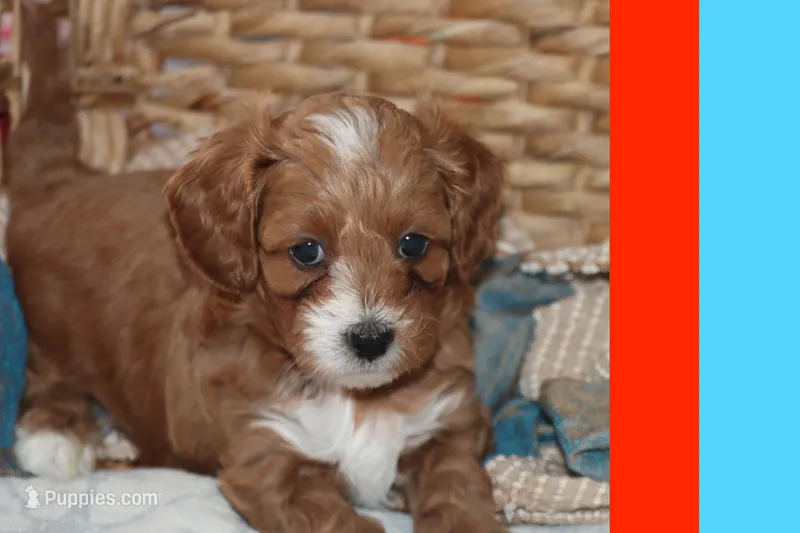 TIGRE – Maltipoo, Poodle - Toy  puppy for sale in Vallejo, CA