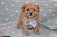 LION, a male Maltipoo and Poodle - Toy  for sale in Vallejo, CA – 3 of 3