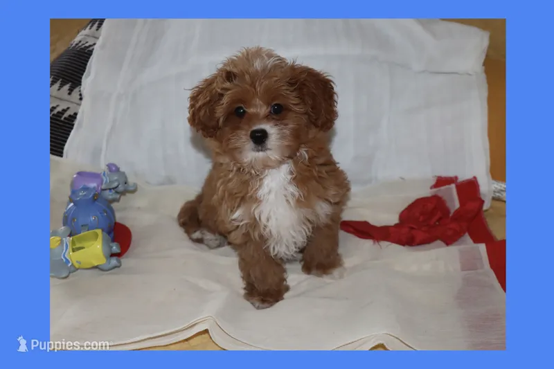 Tigre  – Maltipoo, Poodle - Toy  puppy for sale in Vallejo, CA