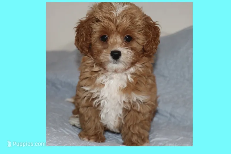 Tigre  – Maltipoo, Poodle - Toy  puppy for sale in Vallejo, CA