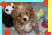 Marcos, a male Maltipoo and Poodle - Toy  for sale in Vallejo, CA – 3 of 3