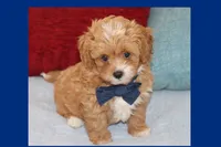 Tigre , a male Maltipoo and Poodle - Toy  for sale in Vallejo, CA – 3 of 4