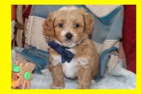 Sky, a male Maltipoo and Poodle - Toy  for sale in Vallejo, CA – 2 of 3
