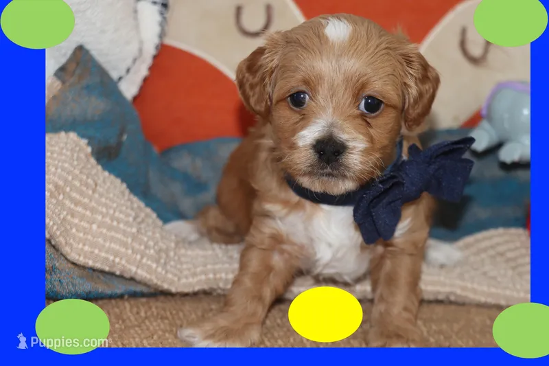 Sky – Maltipoo, Poodle - Toy  puppy for sale in Vallejo, CA