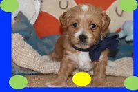 Sky, a male Maltipoo and Poodle - Toy  for sale in Vallejo, CA – Photo 1 of 3