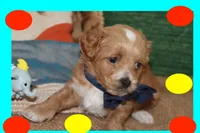 Sky, a male Maltipoo and Poodle - Toy  for sale in Vallejo, CA – Photo 3 of 3