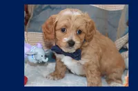 Sky, a male Maltipoo and Poodle - Toy  for sale in Vallejo, CA – 3 of 3