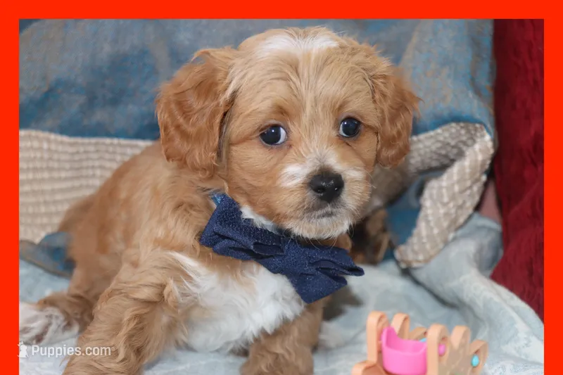 Sky – Maltipoo, Poodle - Toy  puppy for sale in Vallejo, CA