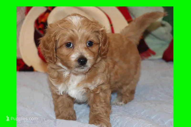 Sky – Maltipoo, Poodle - Toy  puppy for sale in Vallejo, CA