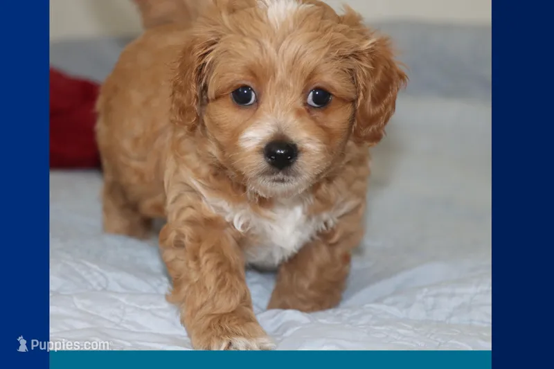 Sky – Maltipoo, Poodle - Toy  puppy for sale in Vallejo, CA