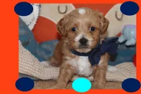 Sky, a male Maltipoo and Poodle - Toy  for sale in Vallejo, CA – Photo 2 of 3