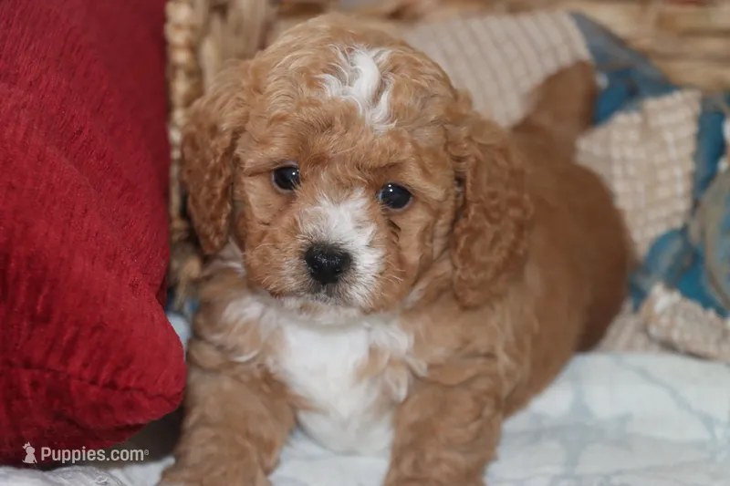 BABY BLUE – Maltipoo, Poodle - Toy  puppy for sale in Vallejo, CA