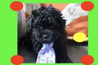 Bogie, a male Maltipoo and Poodle - Toy  for sale in Vallejo, CA – 3 of 3