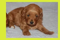 LEON, a male Maltipoo and Poodle - Toy  for sale in Vallejo, CA – 2 of 3