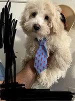 MAX, a male Maltipoo and Poodle - Toy  for sale in Vallejo, CA – Photo 3 of 3