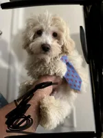 MAX, a male Maltipoo and Poodle - Toy  for sale in Vallejo, CA – Photo 2 of 3