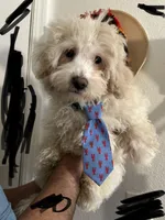 MAX, a male Maltipoo and Poodle - Toy  for sale in Vallejo, CA – Photo 1 of 3