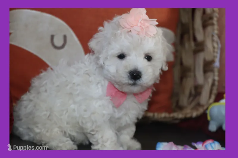 LUNA, a female Maltipoo and Poodle - Toy  for sale in Vallejo, CA – 1 of 4