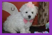 LUNA, a female Maltipoo and Poodle - Toy  for sale in Vallejo, CA – 1 of 4