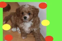 Aduien, a male Maltipoo and Poodle - Toy  for sale in Vallejo, CA – 3 of 3
