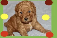 OSITO, a male Maltipoo and Poodle - Toy  for sale in Vallejo, CA – 2 of 4