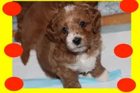 Red toy Maltipoo , a male Maltipoo and Poodle - Toy  for sale in Vallejo, CA – 3 of 4