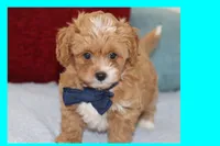 Tigre , a male Maltipoo and Poodle - Toy  for sale in Vallejo, CA – 4 of 4