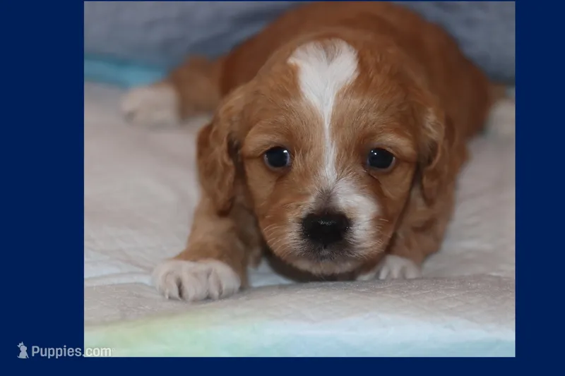 ADRIUS – Maltipoo, Poodle - Toy  puppy for sale in Vallejo, CA
