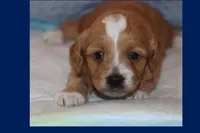ADRIUS, a male Maltipoo and Poodle - Toy  for sale in Vallejo, CA – Photo 1 of 3