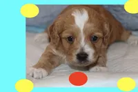 ADRIUS, a male Maltipoo and Poodle - Toy  for sale in Vallejo, CA – Photo 2 of 3