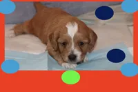 ADRIUS, a male Maltipoo and Poodle - Toy  for sale in Vallejo, CA – Photo 3 of 3